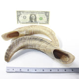 2 Sheep Horn  #113-2 Natural Colored Polished Ram Horns
