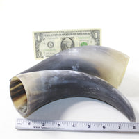 2 Raw Unfinished Cow Horns #473-2 Natural Colored