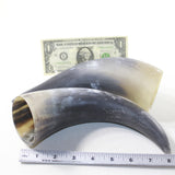2 Raw Unfinished Cow Horns #473-2 Natural Colored