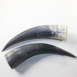 2 Raw Unfinished Cow Horns #8942 Natural Colored