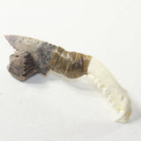 Raccoon Jaw Handle Stone Blade Ornamental Knife #13641 Mountain Man Knife