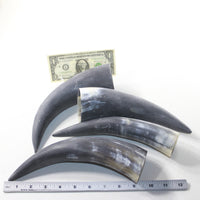 4 Raw Unfinished Cow Horns #5630 Natural Colored
