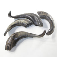 4 Sheep Horns  #1139 Natural Colored Polished Ram Horns