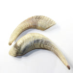 2 Sheep Horn  #113-2 Natural Colored Polished Ram Horns