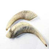 2 Sheep Horn  #113-2 Natural Colored Polished Ram Horns