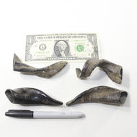 4 Small Polished Goat Horns #8238 Natural colored