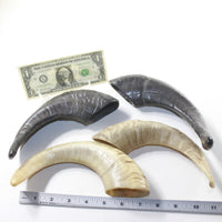 4 Sheep Horns  #073-2 Natural Colored Polished Ram Horns