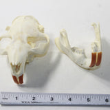 Beaver Skull. #6038