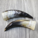 2 Small Polished Cow Horns #5642 Natural colored