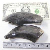 2 Polished Goat Horns #8735 Natural Colored
