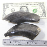 2 Polished Goat Horns #8735 Natural Colored