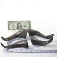 4 Large Polished Goat Horns #4837 Natural colored