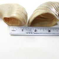 2 Sheep Horn  #2438 Natural Colored Polished Ram Horns
