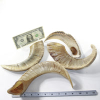 4 Sheep Horns  #3538 Natural Colored Polished Ram Horns