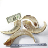 4 Sheep Horns  #3538 Natural Colored Polished Ram Horns