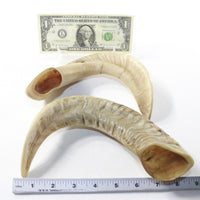 2 Sheep Horn  #2438 Natural Colored Polished Ram Horns