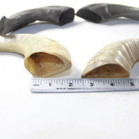 4 Sheep Horns  #073-2 Natural Colored Polished Ram Horns