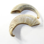 2 Sheep Horn  #3239 Natural Colored Polished Ram Horns