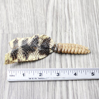 Rattlesnake Rattle With Skin Attached  #3054       Taxidermy Diamondback Sidewinder