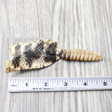 Rattlesnake Rattle With Skin Attached  #3054       Taxidermy Diamondback Sidewinder
