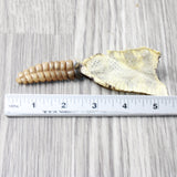Rattlesnake Rattle With Skin Attached  #3054       Taxidermy Diamondback Sidewinder