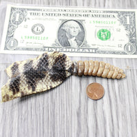 Rattlesnake Rattle With Skin Attached  #3054       Taxidermy Diamondback Sidewinder