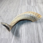 1 Sheep Horn  #2045 Natural Colored Polished Ram Horn