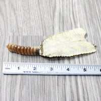 Rattlesnake Rattle With Skin Attached  #6155       Taxidermy Diamondback Sidewinder