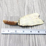 Rattlesnake Rattle With Skin Attached  #6155       Taxidermy Diamondback Sidewinder
