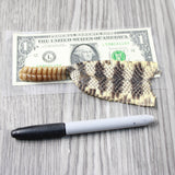 Rattlesnake Rattle With Skin Attached  #6155       Taxidermy Diamondback Sidewinder