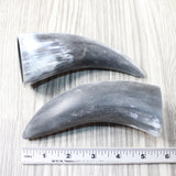 2 Small Raw Unfinished Cow Horns #1155    Natural Colored a