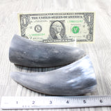 2 Small Raw Unfinished Cow Horns #1155    Natural Colored a