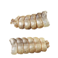 2 Rattlesnake Rattles  #3255    Taxidermy Diamondback Sidewinder