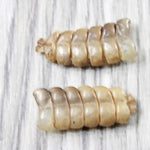 2 Rattlesnake Rattles  #3255    Taxidermy Diamondback Sidewinder