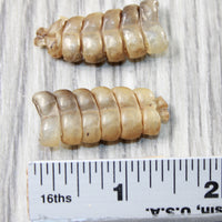 2 Rattlesnake Rattles  #3255    Taxidermy Diamondback Sidewinder