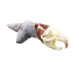 Muskrat Skull Handle Stone Blade Ornamental Knife #0655    Mountain Man Knife