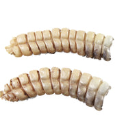 2 Extra Large Rattlesnake Rattles  #7655    Taxidermy Diamondback Sidewinder
