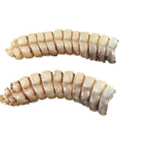 2 Extra Large Rattlesnake Rattles  #7655    Taxidermy Diamondback Sidewinder