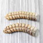 2 Extra Large Rattlesnake Rattles  #7655    Taxidermy Diamondback Sidewinder