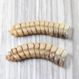 2 Extra Large Rattlesnake Rattles  #7655    Taxidermy Diamondback Sidewinder