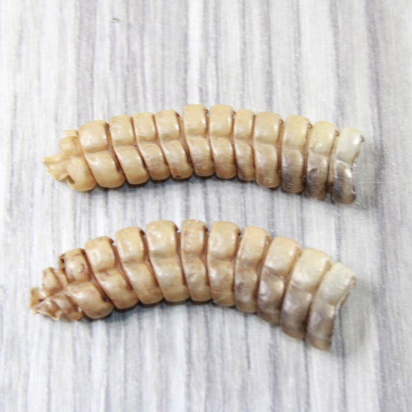 2 Extra Large Rattlesnake Rattles  #7655    Taxidermy Diamondback Sidewinder