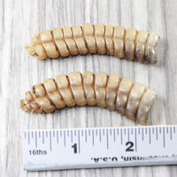 2 Extra Large Rattlesnake Rattles  #7655    Taxidermy Diamondback Sidewinder