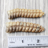2 Extra Large Rattlesnake Rattles  #7655    Taxidermy Diamondback Sidewinder