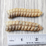 2 Extra Large Rattlesnake Rattles  #7655    Taxidermy Diamondback Sidewinder