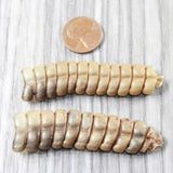 2 Extra Large Rattlesnake Rattles  #7655    Taxidermy Diamondback Sidewinder