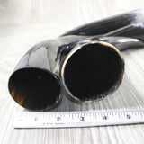4 Polished Cow Horns #9655    Natural colored a