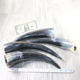 4 Polished Cow Horns #9655    Natural colored a
