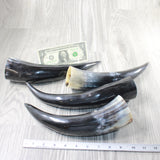 4 Polished Cow Horns #9655    Natural colored a