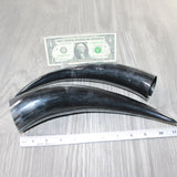 2 Polished Cow Horns #6063    Natural colored