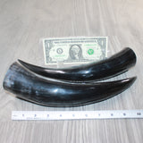 2 Polished Cow Horns #6063    Natural colored